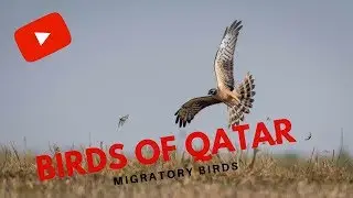 Birds of Qatar - Migratory Birds