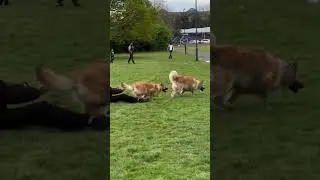 Funny Dogs at the Park &ndash; Pure Comedy on Four Paws! 🐶🌳🤣