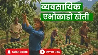 Avocardo farming (एभोकाडो खेती)