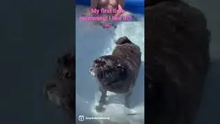 My first time swimming! #pug #pugslife #pugstagram