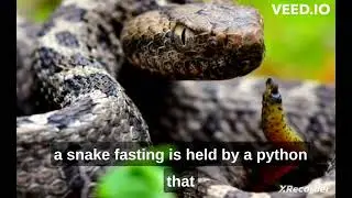 wild snake facts#wildlife #snakes #weird