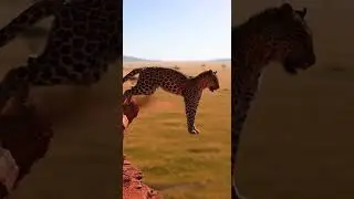 Can the leopard catch the antelope on the open savanna chase #wildlife #nature #safari