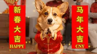 Funny Chinese New Year Dog Animation 🧧 | Cute Corgi Lunar New Year Moments (12 Gags)