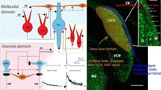 Bisensory Neuromodulation For Tinnitus. Subthreshold EPSPs, Auditory & Somatosensory Brainstem 