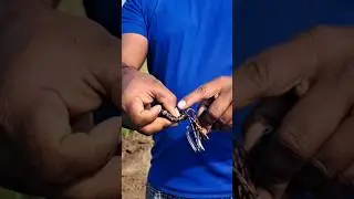 Lucana Frogs Unboxing #unboxing #frogs #fishing #snakeheadhunting