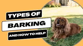 Types of Barking: How To Identify and Handle
