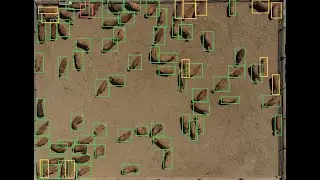 Counting cows in feedlots with drones