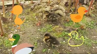 Literally just Two and a Half Minutes of Ducklings