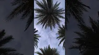 Miami Palm Trees Sky View 🌴 | Relaxing Ambient Plane Sounds | Day to Evening