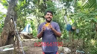 100% Natural and Organic way to catch oriental fruit flies (Bactocera dorsalis) & pest control Trap.