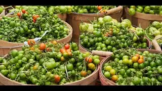 Metabolic Syndrome can be Prevented by Physical Training and Diet Containing Solanum aethiopicum