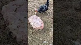 Chickens LOVE Meat!!!