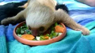 Cutest baby sloth ever!!