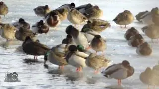 Canard colvert (Mallard Duck)
