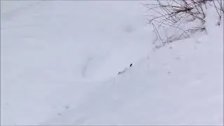 Guile's theme goes with sneaky weasel