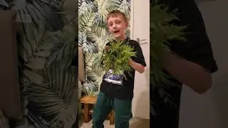 magic plant #greenery floating