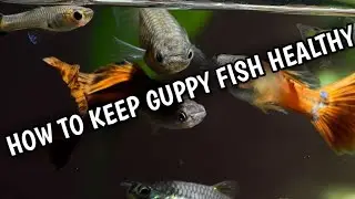 How to keep guppy fish healthy | How to make guppies healthy | Guppy fish healthy.