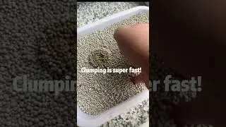 Bentonite test  #catlitter #bentonite