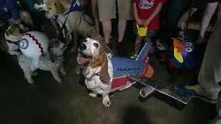 BAL@TEX: Over 800 dogs dress up in baseball gear