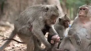 Help me..!Mom amba 2 baby monkey-Daily MonKey Oparu