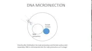 DNA microinjection