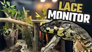 STEP-BY-STEP GUIDE TO CREATING A NATURALISTIC REPTILE ENCLOSURE | LACE MONITOR | GOANNA
