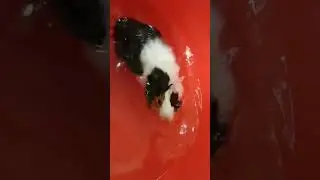 Морская свинка купается #cute #kapibara #family #pets #live #funny #love #ginepig #животные #cat
