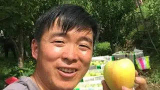 小金青苹果成熟啦！也是阿斌第6年推广家乡苹果，感谢大家的支持 #我的乡村生活 #小金苹果  #舌尖上的抖音   #乡村守护人 #2025新农人计划