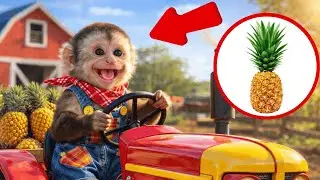 Baby Monkey Bon Bon Drives the Tractor Carrying Pineapples on the Farm 🐒 | Cute Monkey Life
