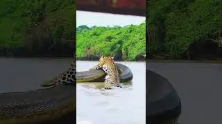 sucuri gigante em LUTA &Eacute;PICA com on&ccedil;a-pintada #viral #youtubeshorts #viralshorts #shorts #amazonia