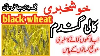 black wheat farming in Pakistan // black wheat seeds price in Pakistan / black wheat farmer Pakistan
