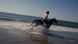 OpenAI Sora - Beach Gallop Freedom