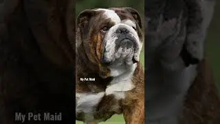 Top 10 Dog Breeds With Strongest Bite (PSI)