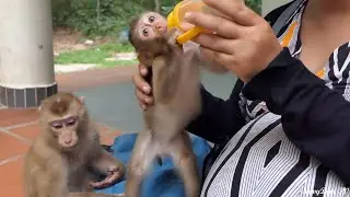 When Meet Abandoned Baby Zuri Why She Still scare and look around  get milk from KT not full and run