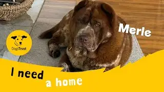 Merle the marvellous Shar Pei cross | Dogs Trust Cumbria