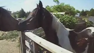 Nytro - Black tobiano 3/4 arabian stallion