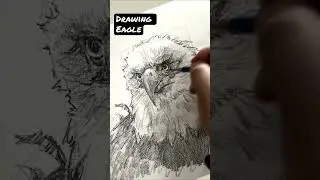 Eagle Drawing ✏️ How to Draw an Eagle, Pencil Sketch