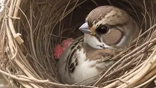 Rebellious Sparrow: A Tale of Maternal Guidance | bedtime story for kids