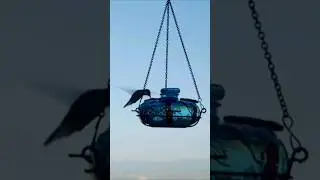 Hummingbird Flying Sounds (Wings Buzzing Against the Blue Sky)