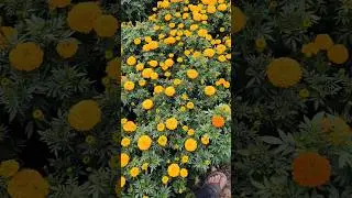 Marry gold plants dekho #garden #nurserylive #gardenplants #sharmanursery #gardenflowers #rose