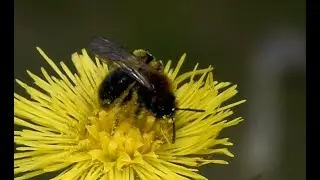 Tweekleurige zandbij Andrena bicolor op Tussilago farfara