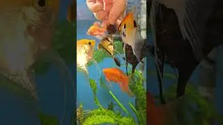 Una dieta variada a nuestros peces es muy importante, encuentra en nuestra pagina online. #fatyzoo