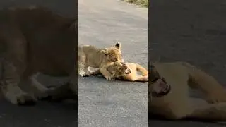 No one is safe from this crazy cub                               #bighits #rugby #tackle #lion #cub