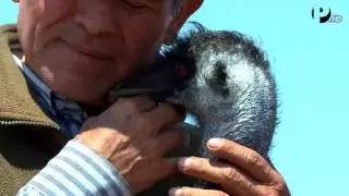 Desde el Jard&iacute;n - Lambayeque Criadero de Aves Gigantes en Pimentel