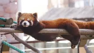 Red Panda in the breeze