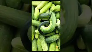 Snake Cucumber