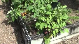 Top Self Seeding FREE & Easy Food Plants from the Vegetable Garden