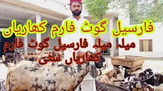 Kharian City goat Farm gujrat  beethal and Goats
