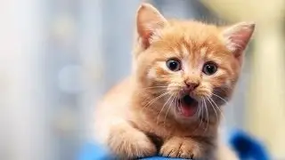 FUNNIEST CATS of 2013 смешные коты