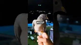 Tota Actually Made The Pigeon His Best Friend! 😭❤️